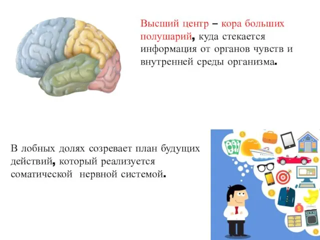 Высший центр – кора больших полушарий, куда стекается информация от