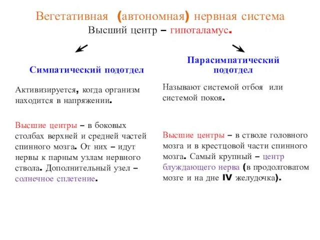 Вегетативная (автономная) нервная система Высший центр – гипоталамус. Симпатический подотдел