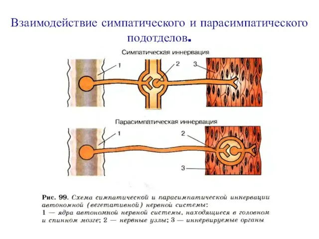 Взаимодействие симпатического и парасимпатического подотделов.