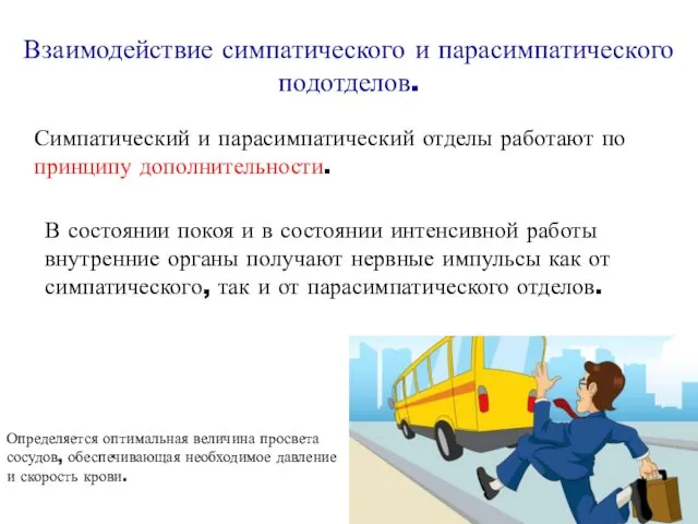 Взаимодействие симпатического и парасимпатического подотделов. Симпатический и парасимпатический отделы работают