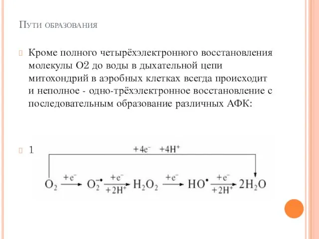 Пути образования Кроме полного четырёхэлектронного восстановления молекулы О2 до воды