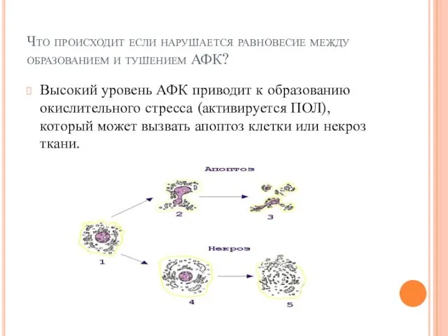 Что происходит если нарушается равновесие между образованием и тушением АФК?