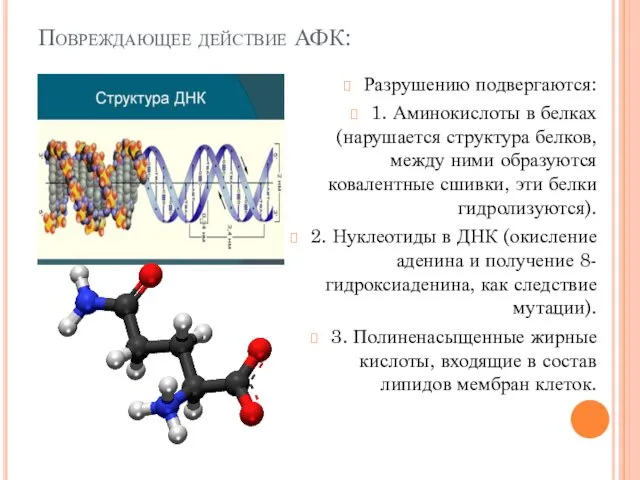 Повреждающее действие АФК: Разрушению подвергаются: 1. Аминокислоты в белках (нарушается