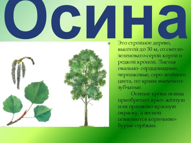 Осина Это стройное дерево, высотой до 30 м, со светло-зеленовато-серой