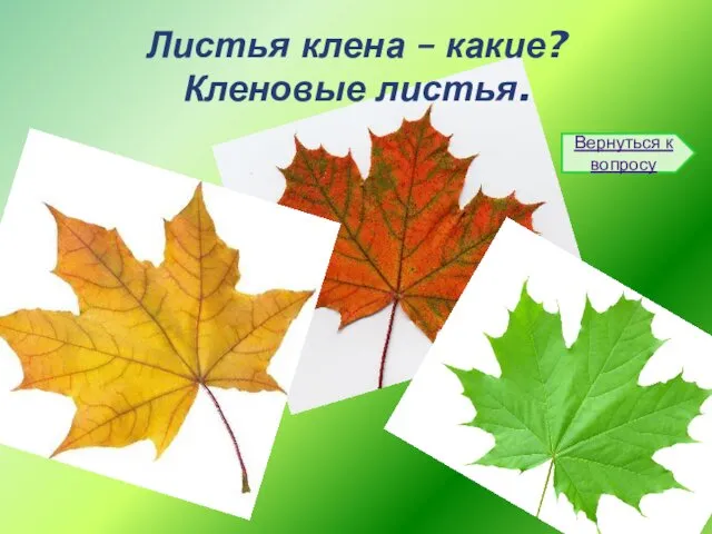 Листья клена – какие? Кленовые листья. Вернуться к вопросу