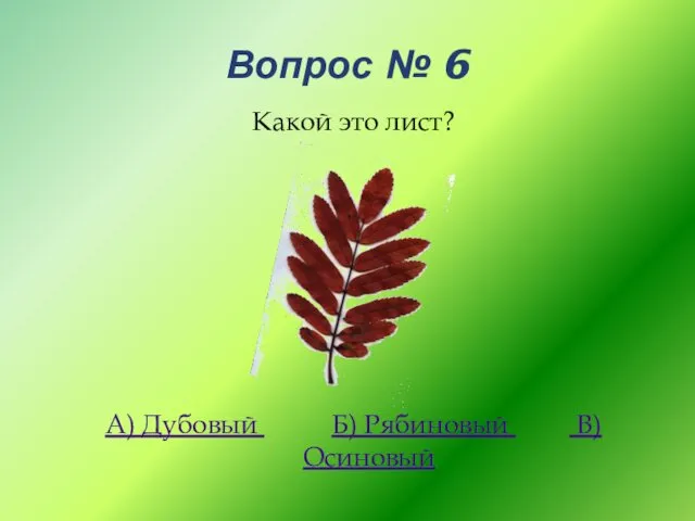 Вопрос № 6 Какой это лист? А) Дубовый Б) Рябиновый В) Осиновый