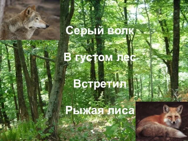 Серый волк В густом лес Встретил Рыжая лиса