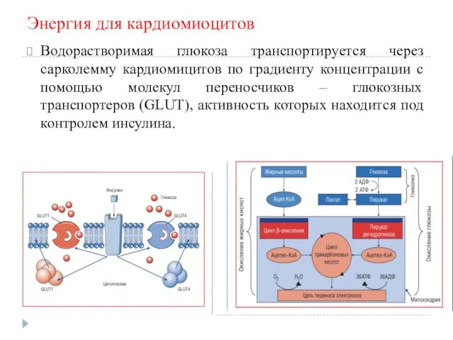 Энергия для кардиомиоцитов Водорастворимая глюкоза транспортируется через сарколемму кардиомицитов по