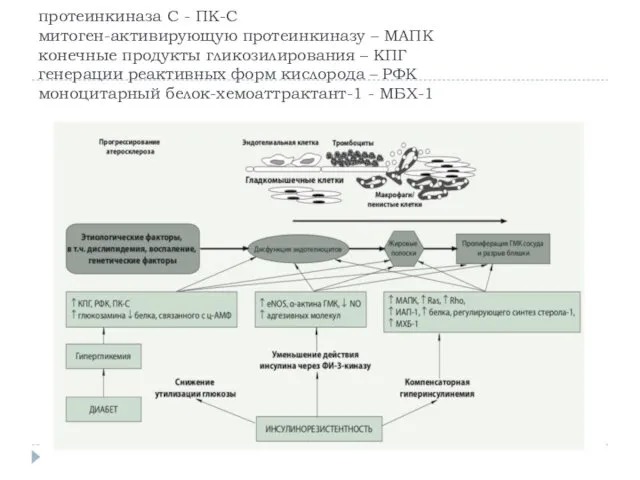 протеинкиназа С - ПК-С митоген-активирующую протеинкиназу – МАПК конечные продукты