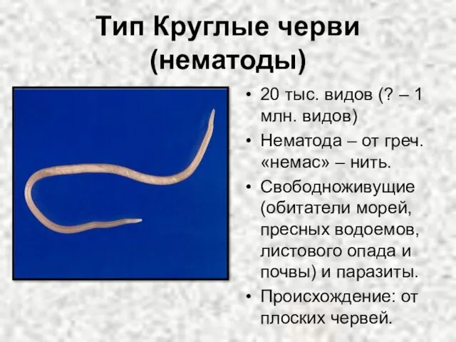 Тип Круглые черви (нематоды) 20 тыс. видов (? – 1 млн. видов) Нематода