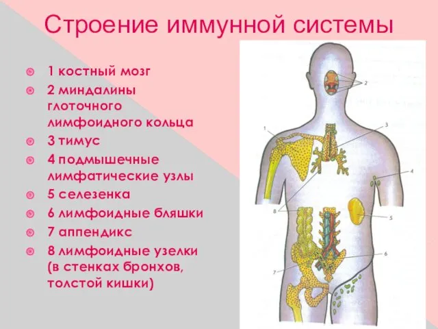 1 костный мозг 2 миндалины глоточного лимфоидного кольца 3 тимус 4 подмышечные лимфатические