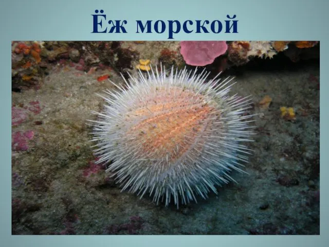 Ёж морской