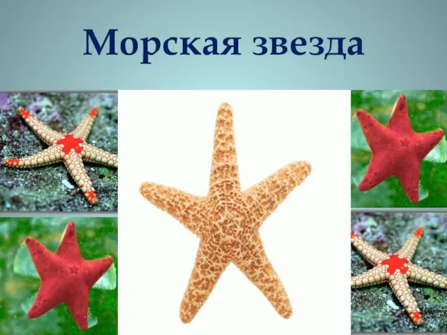 Морская звезда