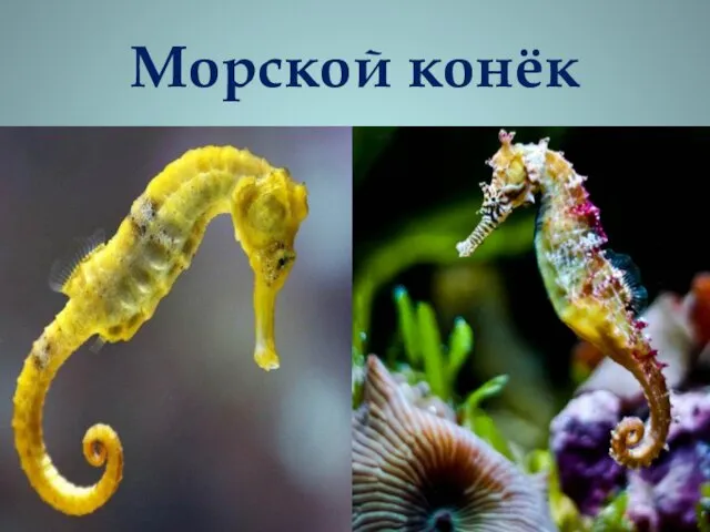 Морской конёк