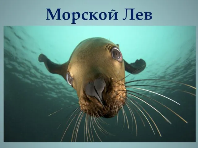 Морской Лев