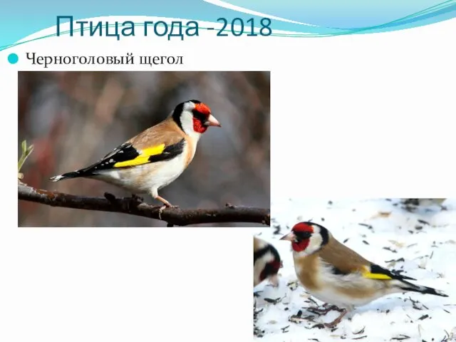 Птица года -2018 Черноголовый щегол