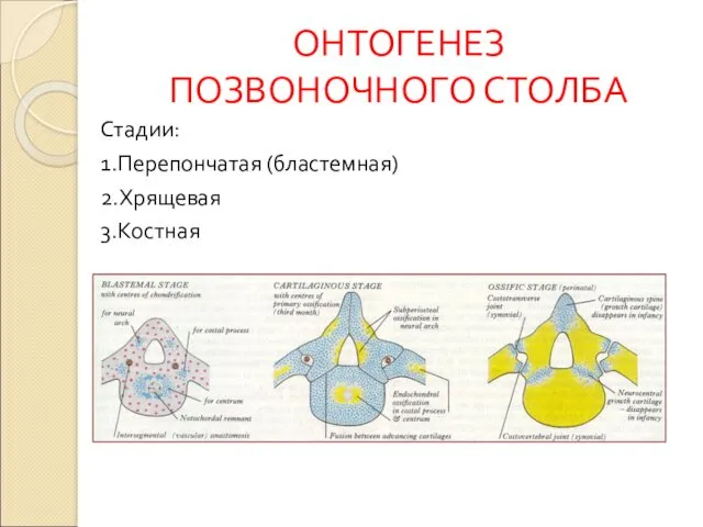 ОНТОГЕНЕЗ ПОЗВОНОЧНОГО СТОЛБА Стадии: 1.Перепончатая (бластемная) 2.Хрящевая 3.Костная