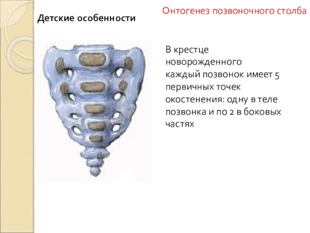 В крестце новорожденного каждый позвонок имеет 5 первичных точек окостенения: