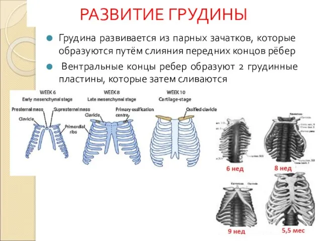 РАЗВИТИЕ ГРУДИНЫ Грудина развивается из парных зачатков, которые образуются путём