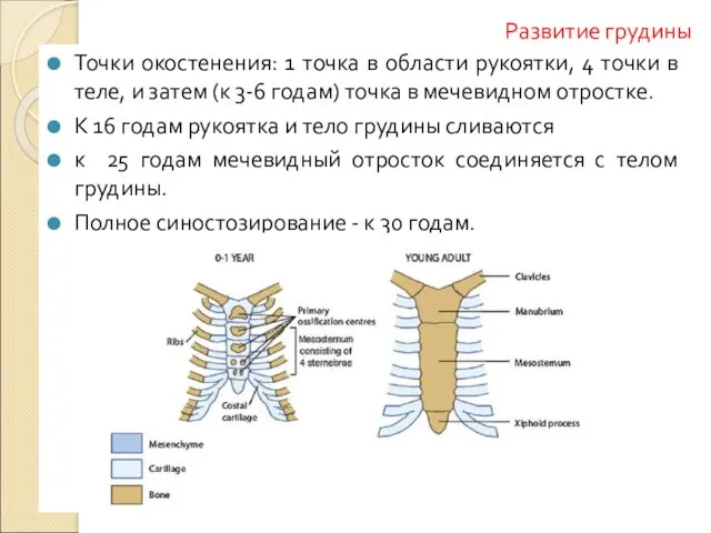 Развитие грудины Точки окостенения: 1 точка в области рукоятки, 4