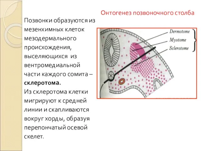 Онтогенез позвоночного столба Позвонки образуются из мезенхимных клеток мезодермального происхождения,