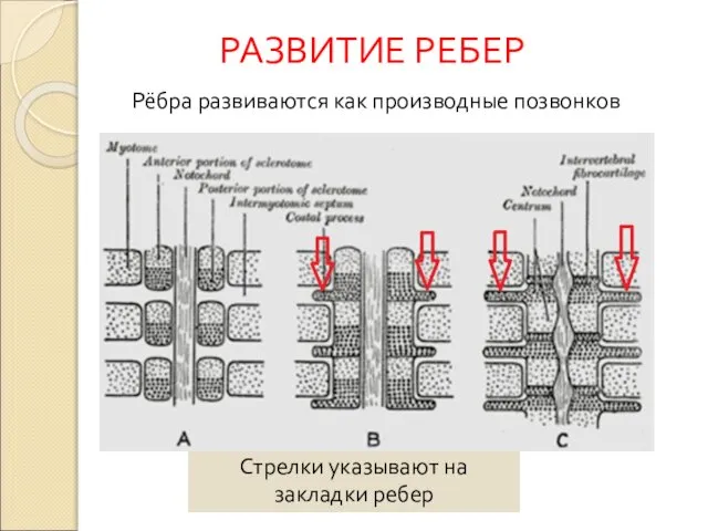 Стрелки указывают на закладки ребер Рёбра развиваются как производные позвонков РАЗВИТИЕ РЕБЕР