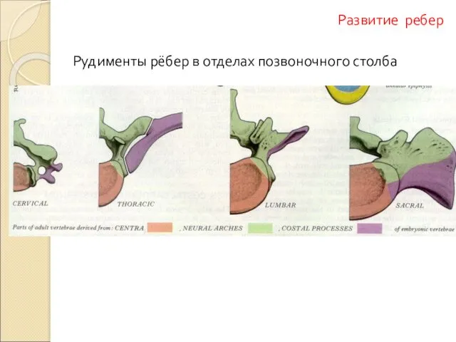 Рудименты рёбер в отделах позвоночного столба Развитие ребер