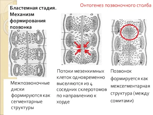 Межпозвоночные диски формируются как сегментарные структуры Потоки мезенхимных клеток одновременно