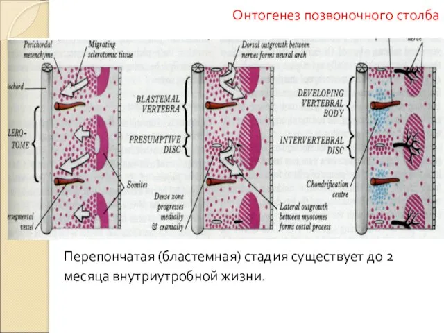 Перепончатая (бластемная) стадия существует до 2 месяца внутриутробной жизни. Онтогенез позвоночного столба