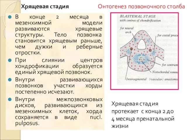 Хрящевая стадия В конце 2 месяца в мезенхимной модели развиваются