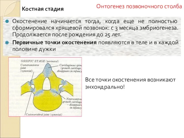 Костная стадия Окостенение начинается тогда, когда еще не полностью сформировался