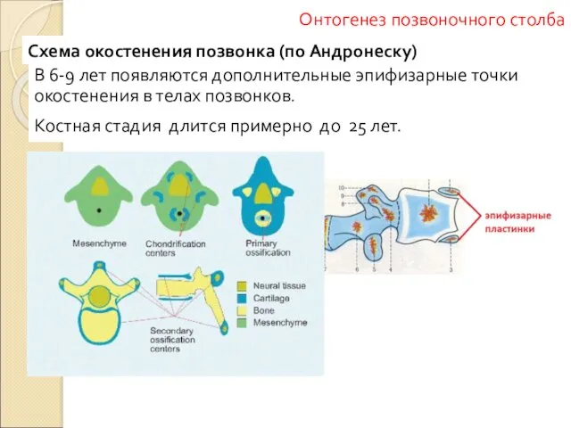 Схема окостенения позвонка (по Андронеску) В 6-9 лет появляются дополнительные