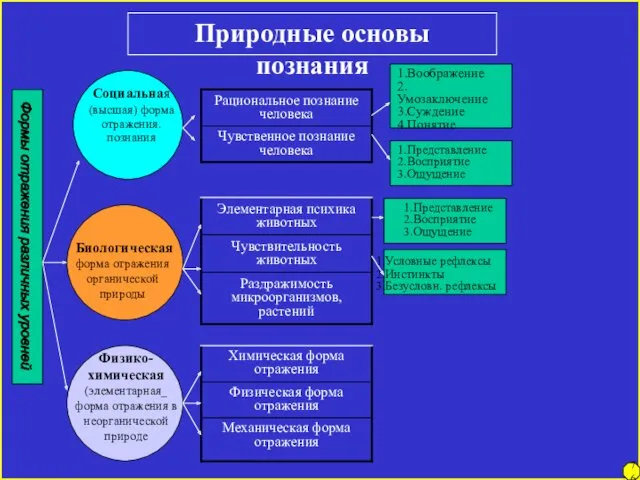 Природные основы познания Формы отражения различных уровней Социальная (высшая) форма