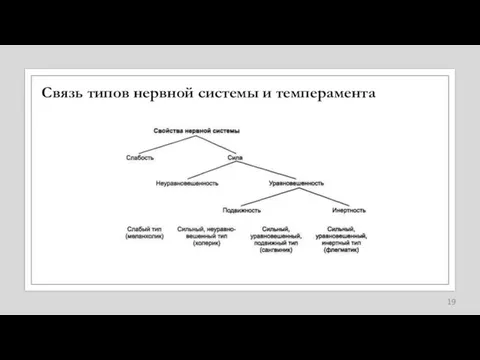 Связь типов нервной системы и темперамента