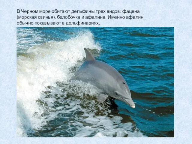 В Черном море обитают дельфины трех видов: фацена (морская свинья), белобочка и афалина.