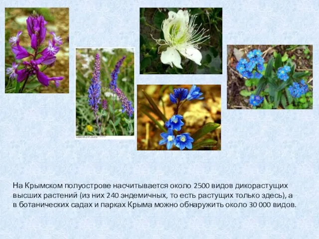 На Крымском полуострове насчитывается около 2500 видов дикорастущих высших растений (из них 240
