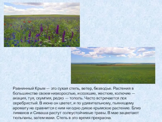 Равнинный Крым — это сухая степь, ветер, безводье. Растения в большинстве своем низкорослые,