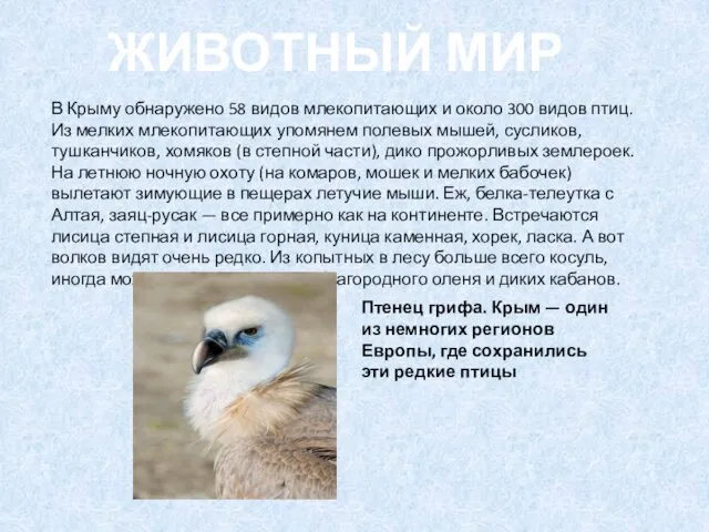 В Крыму обнаружено 58 видов млекопитающих и около 300 видов птиц. Из мелких