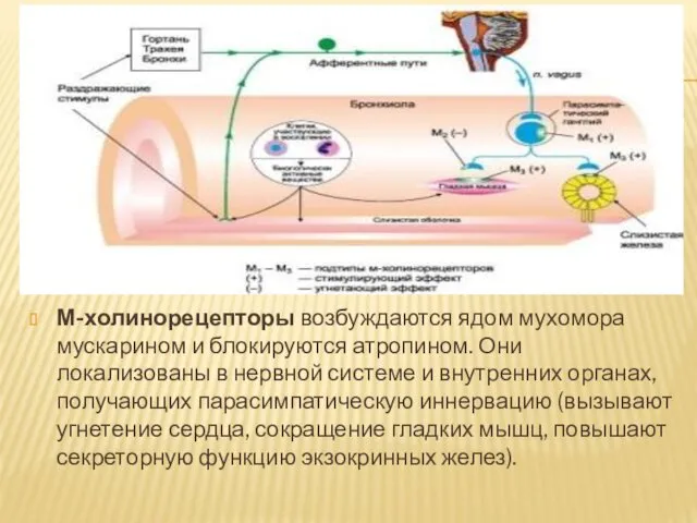 М-холинорецепторы возбуждаются ядом мухомора мускарином и блокируются атропином. Они локализованы