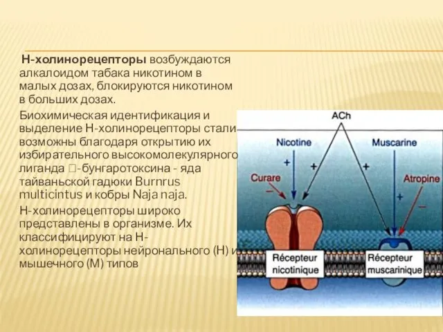 Н-холинорецепторы возбуждаются алкалоидом табака никотином в малых дозах, блокируются никотином