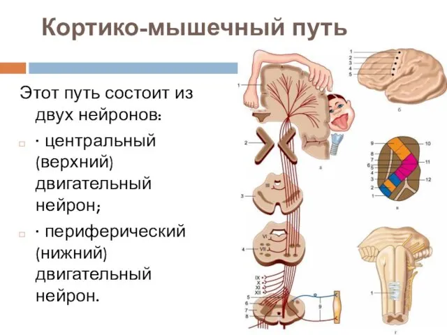 Кортико-мышечный путь Этот путь состоит из двух нейронов: · центральный