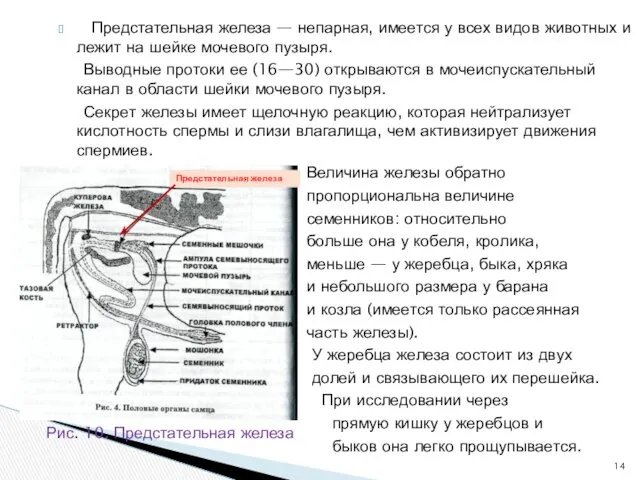 Предстательная железа — непарная, имеется у всех видов животных и лежит на шейке