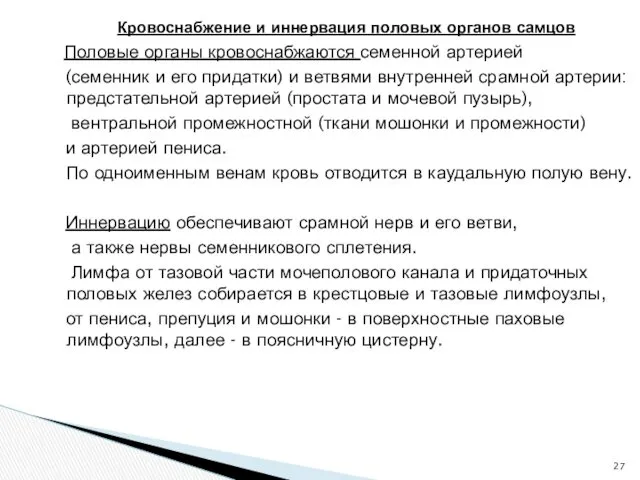 Кровоснабжение и иннервация половых органов самцов Половые органы кровоснабжаются семенной артерией (семенник и