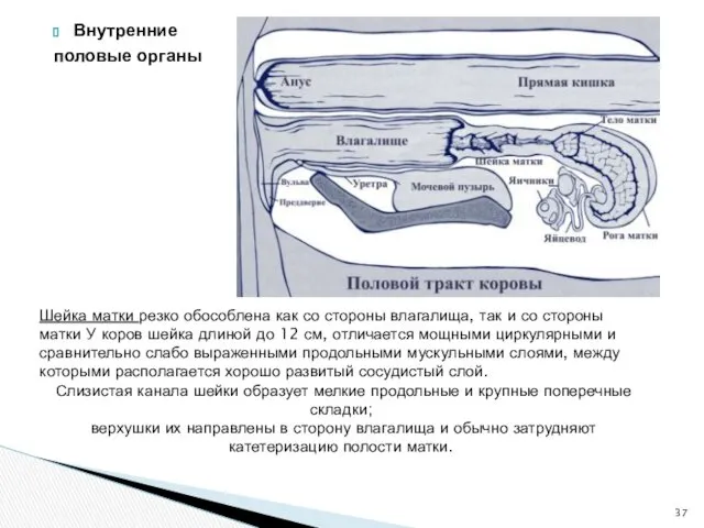 Внутренние половые органы Шейка матки резко обособлена как со стороны влагалища, так и