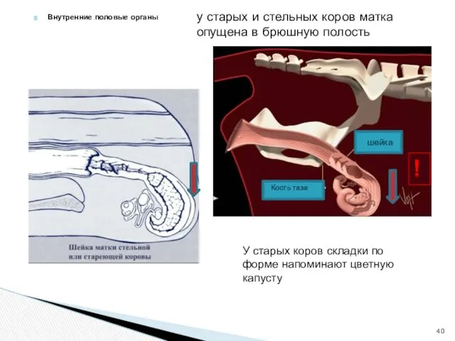 Внутренние половые органы у старых и стельных коров матка опущена в брюшную полость