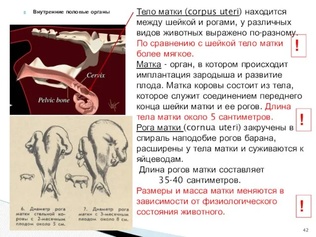 Внутренние половые органы Тело матки (corpus uteri) находится между шейкой