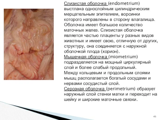 Слизистая оболочка (endometrium) выстлана однослойным цилиндрическим мерцательным эпителием, ворсинки которого