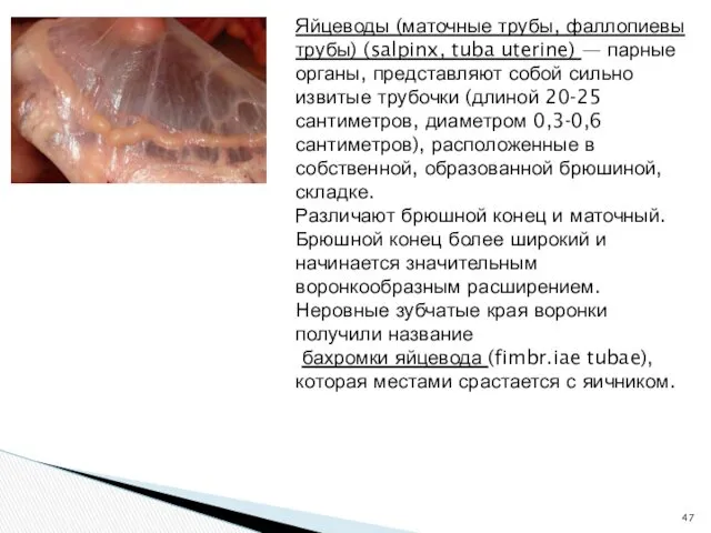 Яйцеводы (маточные трубы, фаллопиевы трубы) (salpinx, tuba uterine) — парные органы, представляют собой