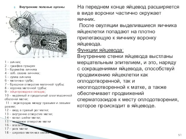 Внутренние половые органы На переднем конце яйцевод расширяется в виде