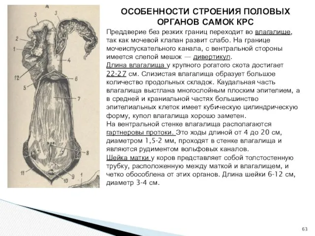 ОСОБЕННОСТИ СТРОЕНИЯ ПОЛОВЫХ ОРГАНОВ САМОК КРС Преддверие без резких границ переходит во влагалище,